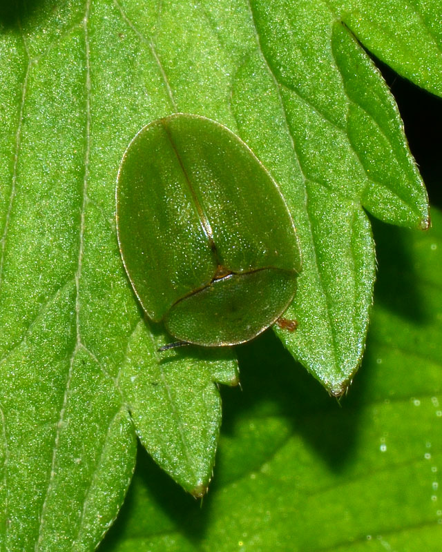 Chrysomelidae gen Cassida